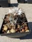 Preview: Turbinicarpus spec. lange Dornen